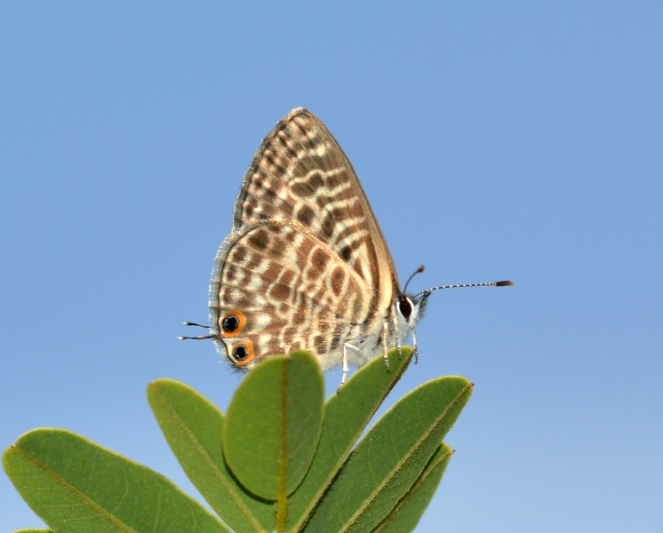 Leptotes pirithous